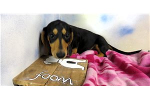 Zync - Dachshund, Mini for sale