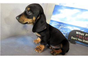 Zipp - Dachshund, Mini for sale