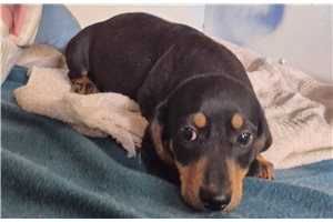 Zync - Dachshund, Mini for sale