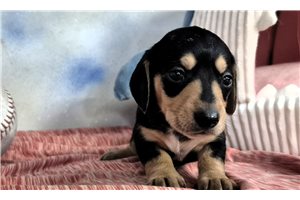 Zync - Dachshund, Mini for sale