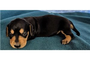 Zync - puppy for sale