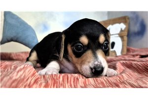 Lady - Mini Dachshund for sale