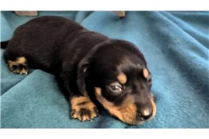Zipp - puppy for sale