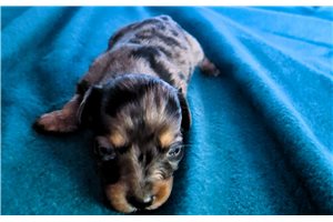 Pepper - puppy for sale