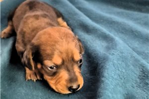 Taco - Mini Dachshund for sale
