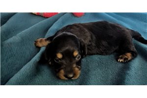 Cricket - puppy for sale