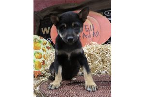 Tater - Shiba Inu for sale