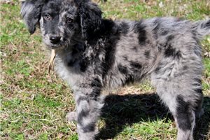 Tanner - Aussiedoodle for sale