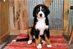 Dawn - Bernese Mountain Dog for sale