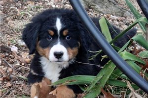 Gianna - Bernese Mountain Dog for sale