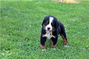 Dudley - Bernese Mountain Dog for sale
