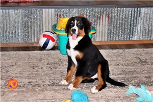 Dottie - Bernese Mountain Dog for sale