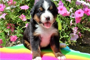 Dawn - puppy for sale