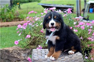 Deacon - Bernese Mountain Dog for sale