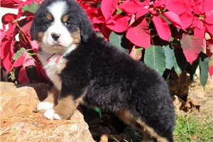 Giovanni - puppy for sale