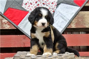 Clover - Bernese Mountain Dog for sale