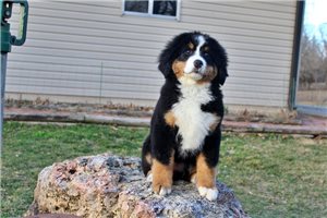Grace - Bernese Mountain Dog for sale