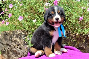Destiny - Bernese Mountain Dog for sale