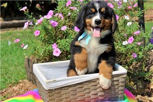 Duke - Bernese Mountain Dog for sale