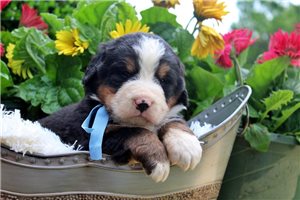 Cookie - puppy for sale