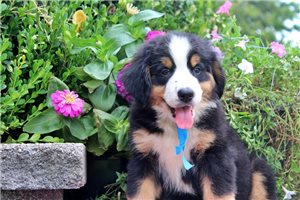 Jezzy - Bernese Mountain Dog for sale