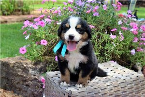 Jezzy - Bernese Mountain Dog for sale