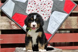 Cleo - puppy for sale