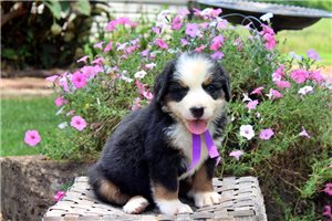 Jezebelle - Bernese Mountain Dog for sale