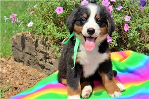 Devon - puppy for sale