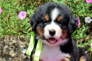 Dawn - Bernese Mountain Dog for sale