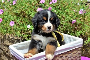 Dottie - Bernese Mountain Dog for sale