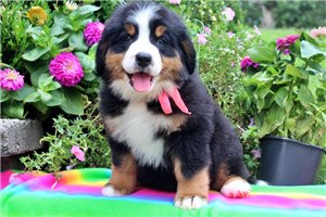 Jessie - Bernese Mountain Dog for sale