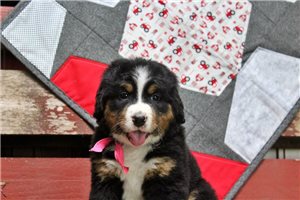 Cherry - Bernese Mountain Dog for sale