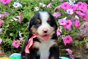 Daisy - puppy for sale