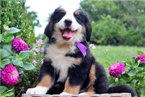 Jezebelle - Bernese Mountain Dog for sale