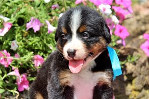 Destiny - puppy for sale