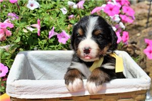 Dottie - puppy for sale