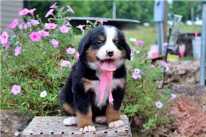Daisy - Bernese Mountain Dog for sale