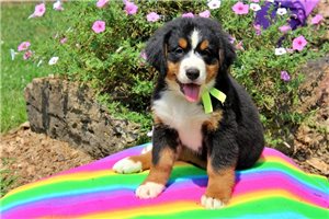 Dawn - Bernese Mountain Dog for sale