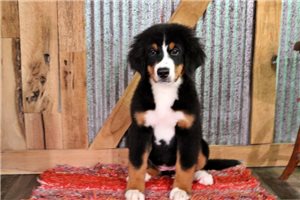 Dottie - Bernese Mountain Dog for sale