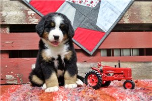 Cricket - puppy for sale