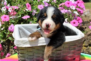Donovan - puppy for sale