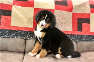 Cassidy - Bernese Mountain Dog for sale