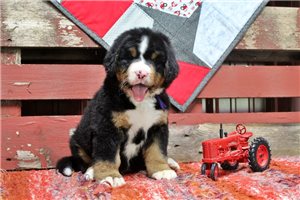 Cassidy - Bernese Mountain Dog for sale
