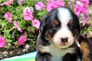 Dudley - Bernese Mountain Dog for sale
