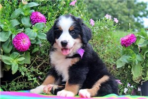 Jezebelle - Bernese Mountain Dog for sale