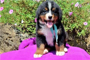 Duke - Bernese Mountain Dog for sale