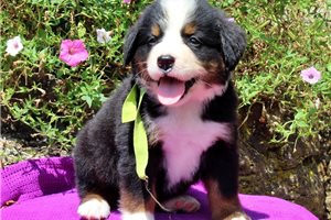 Devon - Bernese Mountain Dog for sale
