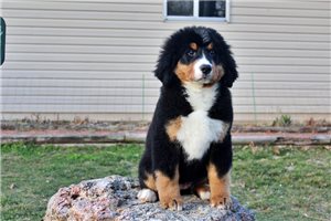 Genesis - Bernese Mountain Dog for sale