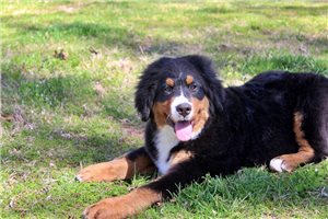 Genesis - Bernese Mountain Dog for sale